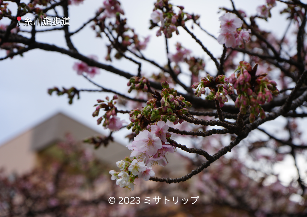 熱海桜