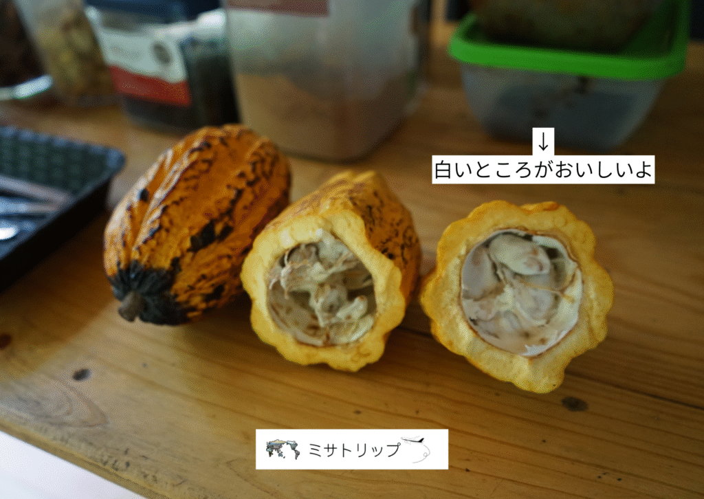 カカオの身