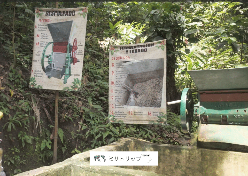 コーヒー生産の説明