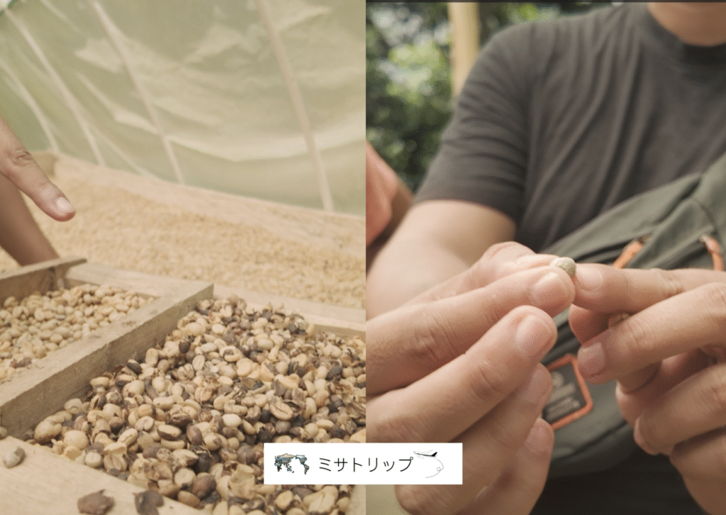 コーヒー豆を乾燥させている場所