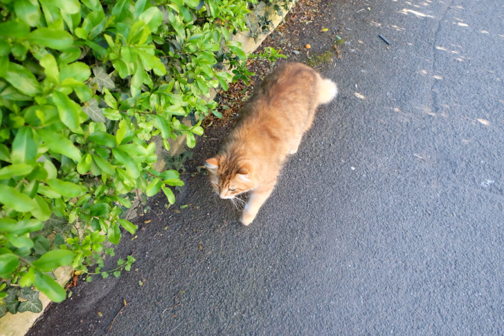 道路を歩く茶色い猫